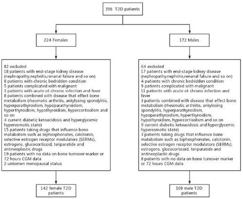 Figure 1 Flow chart of the study. A total of 396 patients with type 2 diabetes mellitus (T2DM) were recruited. After applying the inclusion and exclusion criteria, 146 patients were excluded. Finally, 250 patients with T2DM (142 female and 108 male patients) were included in the analysis.