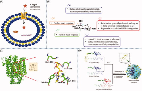 Figure 2. (A) GLUT mediated cellular uptake. (B) Structure-activity relationship of glucose as a substrate for the GLUT1 transporter. (C) The amino acid residues involving the hydrogen-bonding interactions present in the docking model of glucose-platinum conjugate into XylE (PDB 4GBZ). (D) Glucose was introduced onto nanocarriers to enhance retention. Reproduced with permission from ref (Calvaresiet al.,2013). Copyright 2013 Royal Society of Chemistry.