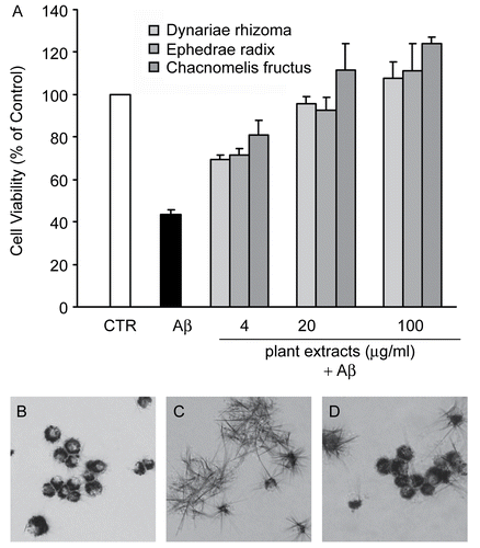Figure 2.  The methanol extracts of C. sinensis, E. sinica, and D. fortunei protected PC12 cells against Aβ in a dose-dependent manner. (A) Different concentrations of methanol extracts from C. sinensis, E. sinica, and D. fortunei were incubated with PC12 cells for 1 h, followed by 24 h incubation with 10 μM Aβ (25–35). Resulting cell viabilities were measured using MTT assay. The absorbance of 0.1% DMSO-treated cells (controls) was set to 100%. The results are expressed as mean ± SEM from three independent experiments, each performed in triplicate. (B–D) The methanol extract from D. fortunei (10 μg/mL) was incubated with PC12 cells for 1 h, followed by 24 h incubation with 10 μM Aβ (25–35). The morphological changes of PC12 cells induced by Aβ were examined under a microscope after incubation with MTT for 1 h (×200). Note that DMSO-treated negative controls (B) and cells treated with the extract from D. fortunei (D) and Aβ generated MTT-formazan granules, whereas Aβ-treated cells (C) formed MTT-formazan spikes. Bar = 10 μm.