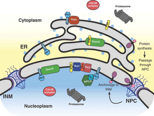 Figure 1. Schematic representation of a eukaryotic cell, focusing on the nucleus, nuclear envelope, and ER. This demonstrates the current view of integral INM protein synthesis within the ER, subsequent passage through the nuclear pore complex (NPC), and final anchorage to the INM. Additional proteins and complexes pertinent to this review are also shown in their native locations. ER, endoplasmic reticulum; INM, inner nuclear membrane.