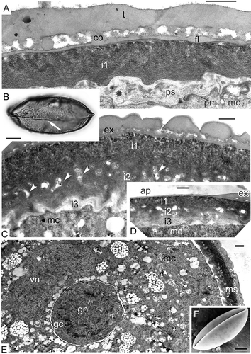 Figure 14. Formation of intine-2 and intine-3. A–E. Magnolia sieboldii: A. Condensation of a material (asterisk) for intine-2 formation in the periplasmic space; note that at this stage thin endexine lamellae are not seen because of the compression of the earlier formed layers of sporoderm; B. Mature acetolised pollen grain (LM) with the distal colpus (arrow); C. The appearance of the second (i2) and the third (i3) layers of the intine (inapertural region); i2 is a channelled layer (arrowheads); i3 is fine-fibrillar and weakly contrasted; D. The same three layers of the intine in aperture site (ap); E. Fragment of a mature pollen grain with generative cell and completely formed sporoderm (ms). F. Magnolia delavayi: mature psilate pollen grain with infolded distal colpus (SEM). Abbreviations: see Figure 1. Scale bars – 15 μm (B), 10 μm (F), 1 μm (E), 500 nm (A, C, D).