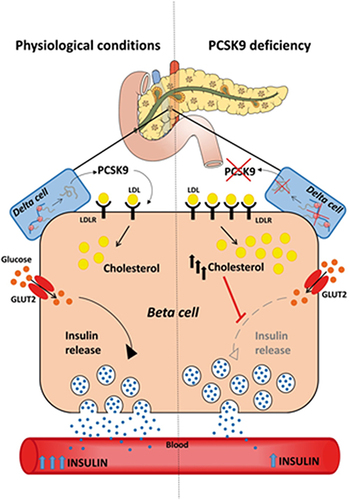 Figure 1 Influence of PCSK9 deficiency on β-cell function. Expression of low-density lipoprotein receptor (LDL-R) in β cells was controlled by the production of PCSK9. The deficiency of PCSK9 contribute to raised expression of LDL-R which result in increased accumulation of cholesterol esters and impact the glucose-stimulated insulin secretion and impaired glucose tolerance observed (referred from).Citation6