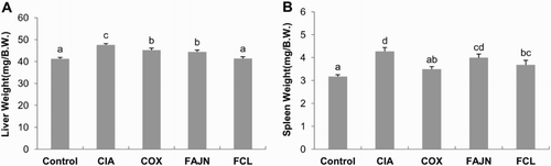 Figure 2. Effect of FCL and FAJN on (A) liver and (B) spleen weights in collagen-induced arthritis of mice. Means ± SE. n = 10. abcd means not sharing the same letter is significantly different among the groups at p < .05. Control: normal group, CIA: negative control group, COX: positive control group, FAJN: fermented Achyranthes extract, FCL: fermented Adlay extract.
