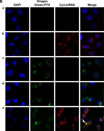 Figure 4 Cellular uptake of siRNA or PTX in different formulations. A549 cells were analyzed after 4 h of incubation at the final concentrations of different NPs (Oregon Green PTX content 200 ng/mL, Cy3 siRNA 50 nM, N/P=30, C/N=1/5). (A) Quantitative analyses of siRNA and PTX uptake by flow cytometry. Fluorescence signals of Cy3 and Oregon Green PTX are presented by four-quadrant diagram and histogram (400×). (a) Mock; (b) siRNA; (c) PEI-PLA/siRNA/PEG-PAsp; (d) PTX; (e) PEI-PLA/PTX/PEG-PAsp; (f) PEI-PLA/siRNA/PTX; (g) PEI-PLA/siRNA/PTX/PEG-PAsp. (B) Confocal laser scanning microscope images of cells treated with different formulations of NPs: (a) siRNA; (b) PEI-PLA/siRNA/PEG-PAsp; (c) PTX; (d) PEI-PLA/PTX/PEG-PAsp; (e) PEI-PLA/siRNA/PTX/PEG-PAsp. For each column, from left to right: nuclei were stained by DAPI (blue); Oregon Green PTX fluorescence in cells (green); Cy3 signal in cells (red); merged with nucleus, Cy3-siRNA, and Oregon Green PTX. The yellow stains (arrows) in the cytoplasm indicates that the NPs successfully enters into the cell nucleus, and could easily escape from the endosomes via the proton sponge effect of PEI.Abbreviations: PTX, paclitaxel; NPs, nanoparticles; PEI-PLA, polyethyleneimine-block-polylactic acid; PEG-PAsp, poly(ethylene glycol)-block-poly(L-aspartic acid sodium salt).