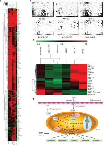 Figure 7 Analysis of transcription factors by protein/DNA array. (A) Clustering analysis based on 345 TFs was undertaken in the KD and NC groups of RL-952, AN3-CA, HEC-1A, and HEC-1B. (B) Reading from the images of protein/DNA arrays, the plots of different TFs show the relative activity-level clusters of the NC and KD groups in RL-952, AN3-CA, HEC-1A, and HEC-1B. (C) Analyzed by MeV software, clustering analysis based on 345 TFs-chips between the NC and KD group revealed that the 20 TFs show the same change trend of transcriptional activities in the four RL-952, AN3-CA, HEC-1A, and HEC-1B EC cells. (D) The function of different TFs may be mediated by ERRα in the cellular nucleus as presented by the schematic diagram. Downregulation of ERRα then induced inhibition of TFEB which was mediated by PGC-1α and involved the mTOR signaling pathway. In addition, mediated by TCF, the downregulation of ERRα could cause Oct3/4 upregulation and participated in the Wnt signaling pathway.Abbreviations: TFs, transcription factors; KD, knockdown; NC, negative control; EC, endometrial cancer.