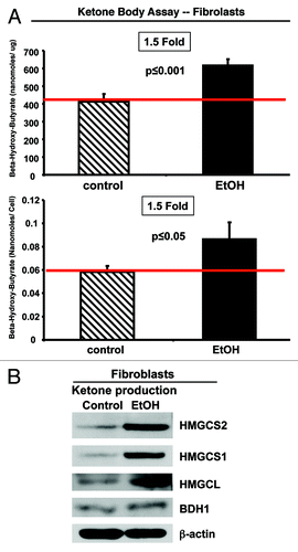 Figure 5. Ethanol promotes ketone body generation in fibroblasts. (A) β-hydroxybutyrate (β-OH-butyrate) concentration was measured in the cell culture media derived from fibroblasts cultured in the presence or absence of 100 mM EtOH for 72 h. Values were normalized either for protein concentration (left) or cell number (right). Note that EtOH treated-fibroblasts display a 1.5-fold increase in β-OH-butyrate accumulation, relative to untreated fibroblasts. (B) Western blot analysis. Control and EtOH-treated fibroblasts were analyzed by immunoblotting with a panel of antibodies against key enzymes of ketone body production. β-actin was used as equal loading control. Note that treatment with EtOH induces the expression of the enzymes involved in ketone production (HMGCS1, HMGCS2 HMGCL and BDH1). These data indicate that ethanol increases ketone body generation in fibroblasts.