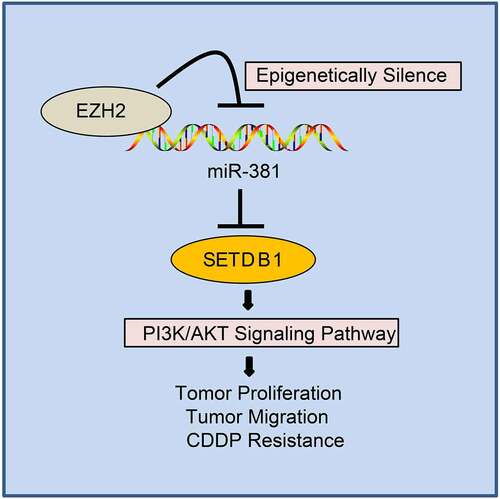 Figure 9. EZH2 regulates AKT pathway via the miR-381/SETDB1 axis to promote occurrence and chemoresistance of HCC.