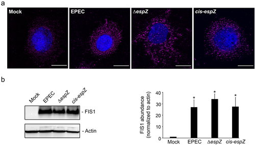Figure 3. EPEC infection increases FIS1 levels. C2BBe cells were mock-treated or infected with WT EPEC, ∆espZ, or cis-espZ. A, Immunofluorescence staining of mock-treated or infected C2BBe for FIS1 (magenta); DNA was stained with DAPI (blue). Scale bar: 10 μm. Images shown are representative of >6 images captured from three independent experiments. Exposure time and light transmittance were maintained for all image captures. B, Total protein extracts from mock-treated or infected C2BBe cells were blotted for FIS1. Actin was used as a loading control. Image shown is representative of five independent experiments. The chart depicts densitometry analysis of FIS1 abundance normalized to actin. * denotes pvalue < 0.0001 for specific sample group compared to mock.