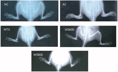 Figure 12. Radiological analysis (X-ray) of joints of rats.