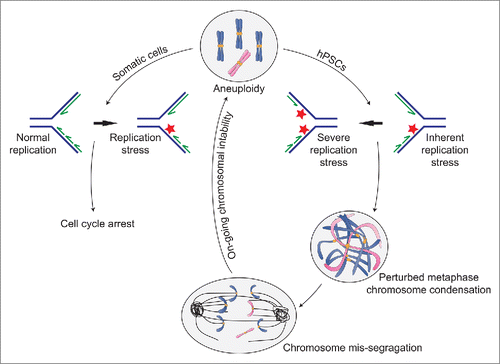 Figure 1. Effects of aneuploidy-induced replication stress on genome stability. A summary of recent findings showing the effects of aneuploidy and replication stress on cell cycle progression and genome stability in somatic cells and human pluripotent stem cells (hPSC). Aneuploidy leads to replication stress in somatic cells that is exacerbated by the inherent replication stress in hPSCs. However, whereas in normal somatic cells replication stress leads to cell cycle arrest, in hPSCs it fails to activate cell cycle checkpoints. Furthermore, due to an inefficient decatenation checkpoint, hPSCs proceed with mitosis in the presence of entangled chromosomes. This leads to anaphase abnormalities including anaphase bridges and lagging chromosomes that result in segregation errors and further chromosomal instability.