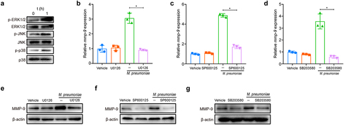 Figure 3. M. pneumoniae activates MAPKs to modulate MMP-9 expression. BEAS-2B cells were infected with 100 MOI of M. pneumoniae for 1 h and then phosphorylated, and total ERK1/2, JNK1/2, and p38 levels were detected by immunoblotting (a). For inhibitor experiments, cells were pretreated with 30 μM of MAPK inhibitors U0126 (ERK), SP600125 (JNK), or SB203580 (p38) for 30 min, and after 16 or 24 h of M. pneumoniae infection, MMP-9 mRNA (b–d) and protein (e–g) levels were detected by qPCR and immunoblotting, respectively. The experiment was repeated three times, and representative data are shown. *P < 0.05, compared with the control group.