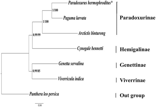 Figure 1. Phylogenetic relationships among the Viverrids. Clade support values are given by Bayesian posterior probabilities/ML bootstrap percentages. The phylogenetic tree was rooted using P. leo persica (KU234271). The analyzed species and their respective NCBI accession number are as follows: Paguma larvata (NC_029403), Arctictis binturong (KY117560), Cynogale bennetii (KY117544), Genetta servalina (NC_024568), and Viverricula indica (NC_025296). *P. hermaphroditus (MG200264 – this study).