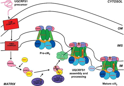 Figure 1. UQCRFS1 pathway from synthesis of the precursor in the cytoplasm, transport into the mitochondrial matrix through the TOM/TIM23 import system, incorporation of the [2Fe-2S] clusters in the matrix and translocation to pre-cIII2 in the inner membrane (IM). According to our model, the N-terminal MTS is cleaved off in situ by the UQCRC1+UQCRC2 MPP activity. See main text for more details.