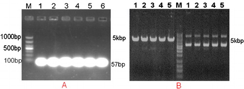 Figure 1. Results of 1% agarose gel electrophoresis. (A) A single electrophoretic band smaller than 100 bp by 1% agarose gel electrophoresis indicated the success of Oligo single strand annealing; (B) shRNA expression vectors targeting BAALC could be digested by BamH I and Pst I.