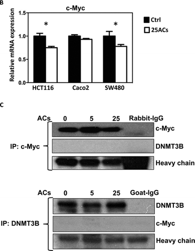 FIG. 2 Cellular uptake of anthocyanins (ACs) and their colocalization with DNMT proteins in HCT116 cells. A: ACs differentially localize with DNMT1 and DNMT3B in HCT116 cells. B: ACs inhibit c-Myc mRNA expression in HCT116, Caco2 and SW480 cells. C: c-Myc and DNMT3B do not bind with one another in HCT116 cells. (Continued)