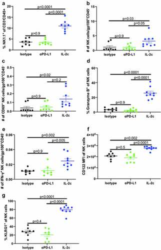 Figure 7. IL-2c promotes CD122 expression and NK cell maturation in B16 lung metastases. Wild-type male mice were challenged intravenously with 3 × 105 B16 cells and treated with 100 μg αPD-L1 on days 14, 19, or IL-2c on days 14, 16, 18, or isotype control, and sacrificed on day 20. Total lung NK cell frequency (a) and tumor-normalized NK cell number (b), CD69 expression (c), granzyme B production (d), IFN-γ production (e), CD122 expression (f), and KLRG1 expression (g). Ν = 5–9 mice/group. p value, one-way ANOVA. ANOVA, analysis of variance. IFN-γ, interferon-gamma. IL-2c, interleukin-2 complex. KLRG1, Killer Cell Lectin Like Receptor G1. MFI, Mean Fluorescence Intensity. NK, Natural Killer. PD-L1, Programmed Death Ligand 1