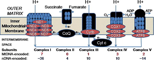 Figure 1.  Diagram adapted from Lee et al. Citation106 showing five complexes involved in oxidative phosphorylation. We found decreased expression in brain for key mitochondrial DNA-encoded transcripts in neuropsychiatric disorders as shown in Table II.