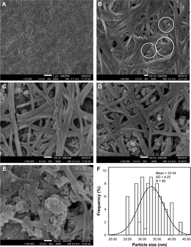 Figure 5 FESEM images of pure (A) BNC and (B–E) BNC/Fe3O4 nanocomposites (1.0, 4.0, 8.0, and 16.0 wt%), respectively, and (F) particle size distribution of Fe3O4 NPs.Abbreviations: FESEM, field emission scanning electron microscopy; BNC, bacterial nanocellulose; NPs, nanoparticles; SEI, upper detector; WD, working distance between the sample surface and the low portion of the lens; EMUPM, electron microscope of Universiti Putra Malaysia.