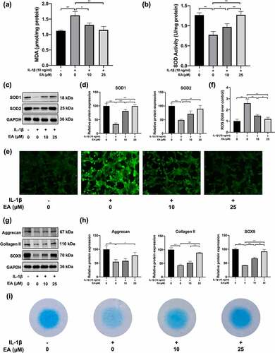 Figure 2. Ellagic acid (EA) attenuated oxidative stress and promoted cartilage matrix generation in interleukin (IL)-1β-exposed chondrocytes. (a) Malondialdehyde (MDA) levels were determined using the MDA assay. (b) Superoxide dismutase (SOD) activity levels were detected using the SOD activity assay. The protein expression of SOD1 and SOD2 was assessed by (c) western blot and (d) quantification analysis. Intercellular reactive oxygen species (ROS) levels were determined using (e) a 2,7-dichlorofluorescin diacetate (DCFH-DA) probe and (f) quantification analysis. The protein expressions of aggrecan, collagen II, and sex determining region Y-box 9 (SOX9) were detected by (g) western blot and (h) quantification analysis. (i) Secretion levels of sulfated proteoglycans were assessed using Alcian blue staining. N = 3. The values are expressed as the mean ± standard deviation. *p < 0.05, **p < 0.01, and ***p < 0.001.