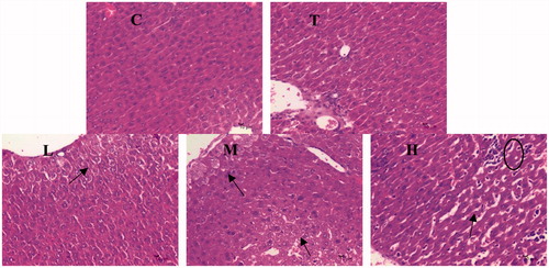 Figure 3. Effects of citral on histopathology. C (control), T (Tween), L (low), M (middle), and H (high).