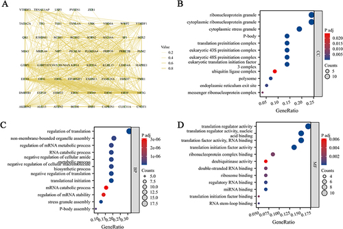 Figure 5 PRRC2B-Related Gene Enrichment Analysis. (A) Interaction network depicting 61 PRRC2B-interacting proteins using the STRING tool. (B) Gene Ontology (GO) enrichment analysis of PRRC2B-associated genes in terms of Cellular Component (CC). (C) GO enrichment analysis of PRRC2B-associated genes in terms of Biological Process (BP). (D) GO enrichment analysis of PRRC2B-associated genes in terms of Molecular Function (MF).