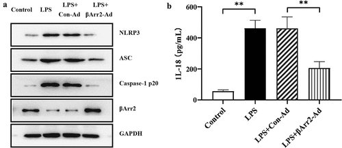 Figure 5. βArr2 inhibited NLRP3 inflammasome activation in LPS-stimulated macrophage. The RA model in vitro was constructed through treating macrophages with LPS and then transfected with the overexpressed βArr2 for 48 hours. (a) The levels of related protein in macrophages were detected by Western blot. (b) The levels of IL-18 in macrophages were detected by ELISA