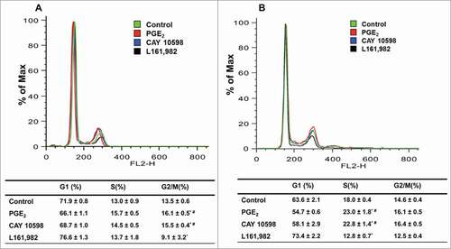 Figure 3. PGE2/EP4 signaling is important for G1-S phase cell cycle transition in primary myoblasts. Representative cell cycle profile at 24 h (A) and 36 h (B), with respective quantification of cell distribution in cell cycle. N = 3, *: P < 0.05 compared with control; #: P < 0.05 compared with L161,982.