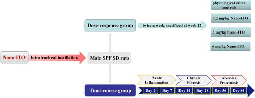 Figure 1 Schematic diagram of male SD rat experimental design. Ten rats were used in each group and two independent experiments were performed accordingly.