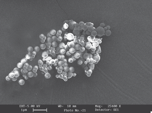 Figure 1.  SEM image showing spherical morphology of TT loaded AGNPs