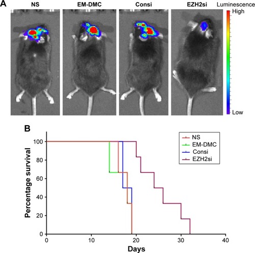 Figure 8 Bioimaging analysis in the GL261 orthotopic mice model.Notes: (A) Intracerebral glioma was seen by using fluorescence markers. Tumor was inhibited more effectively by α-MM, compared with other groups. (B) Life survival time assessment. Both α-M and α-MM extended life spans of mice, while mice in the α-MM group reached a longer survival time.