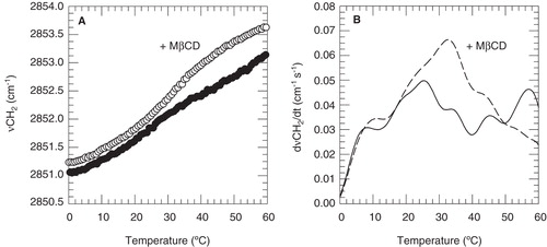 Figure 2. Membrane phase behavior of stallion sperm (closed circles, solid line), as well as sperm that was MβCD-treated for removal of cholesterol from cellular membranes (open circles, dashed line). FTIR spectra were collected from sperm pellets that were warmed from 0–60°C with 2°C min-1. In panel A, νCH2 arising from endogenous lipids is plotted as a function of the sample temperature. Panel B shows first derivatives of these curves, to visualize membrane phase transitions more clearly.