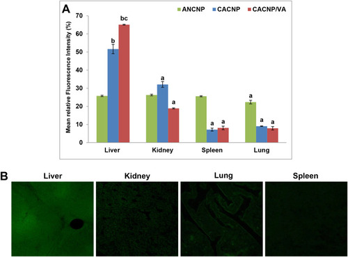 Figure 11 In vivo biodistribution of Rhodamine B-labelled-CNPs in vital organs; (A) representative graphs showing mean fluorescence intensity percentages of vital organs after treatment with Rhodamine B loaded-CNPs. Results are expressed as means ± SD, (n=3); (B) photomicrographs showing confocal laser scanning of vital organs treated with Rhodamine B-loaded-CACNP/VA. ap < 0.05 denotes statistically significant difference between organs vs liver within the same formula; bp < 0.05 vs Rhodamine B-loaded-ANCNP within liver; cp < 0.05 vs Rhodamine B-loaded-CACNP within liver.