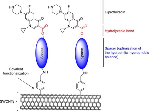 Scheme 1 General scheme that describes the covalent functionalization of SWCNTs with ciprofloxacin.Abbreviation: SWCNTs, single-walled carbon nanotubes.