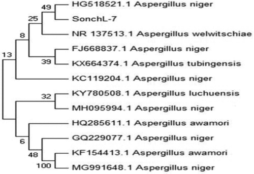 Figure 1. Phylogenetic tree construction (using 12 taxa, 11 reference and 1 clone) for the molecular identification of isolate SonchL-7 using neighbor joining (NJ) method. 49% bootstrap value confirmed isolate SonchL-7 as A. niger.