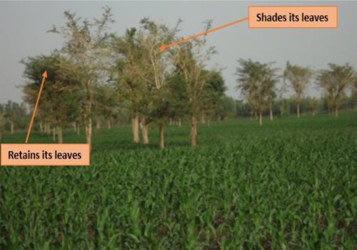 Figure 5. Inconsistency of the leafing phenology of A. albida.