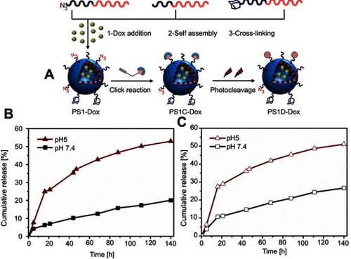 Figure 11 (A) Schematic overview of the DOX-encapsulated PS1C and PS1D formation. In vitro release of doxorubicin from PS1C-DOX polymersomes.(B) PS1D-DOX polymersomes (C) at 37 °C in different pH media. Reprinted with permission from Iyisan B, Kluge J, Formanek P, Voit B, Appelhans D. Multifunctional and Dual-Responsive Polymersomes as Robust Nanocontainers: Design, Formation by Sequential Post-Conjugations, and pH-Controlled Drug Release. Chemistry of Materials. 2016;28(5):1513–1525. Copyright 2016, American Chemical Society.Citation87