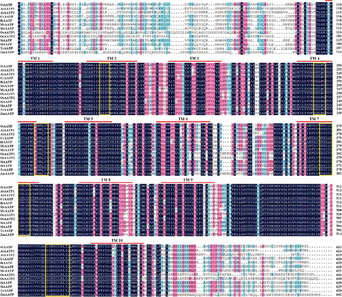 Figure 2. (Color online). Multiple sequence alignment of AATP proteins from Solanum tuberosum (StAATP), Arabidopsis thaliana (AtAATP1, 2), Coffea canephora (CcAATP), Ipomoea batatas (IbAATP), Mentha spicata (MsAATP), Mesembryanthemum crystallinum (McAATP), Oryza sativa (OsAATP1, 2), Sesamum indicum (SiAATP), Solanum lycopersicum (SlAATP), Theobroma cacao (TcAATP) and Zea mays (ZmAATP).