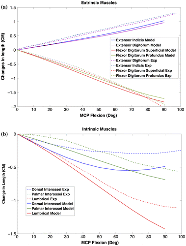 Figure 7. Changes in musculotendon length during flexion of index finger MCP acquired by model (solid lines). Experimental data (Exp – dashed lines) extracted from (An et al. Citation1983). (a) Extrinsic (b) Intrinsic.