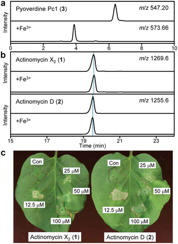 Figure 5. Evaluation of iron-chelation and virulence-inhibition activities of actinomycins. (a) LC/MS analysis of pyoverdine control and after incubation with Fe3+. The detection of pyoverdine Pc1 and its Fe3+ complex were based on [M + H]2+ and [M − 2H+Fe]2+, respectively. (b) LC/MS analysis of actinomycin control and after incubation with Fe3+. The data of actinomycins X2 (1) (upper) and D (2) (lower) are shown. (c) Effects of actinomycins X2 (1) (left) and D (2) (right) on the attenuation of P. cichorii SPC9018 virulence. P. cichorii cell suspensions with/without the actinomycins were inoculated into eggplant leaves.