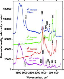 Figure 24. Experimental Raman spectra of A2− in aqueous solution versus excitation wavelength (pH = >12).