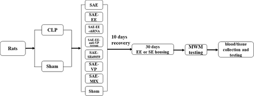 Figure 1 Flow chart of the experimental process.