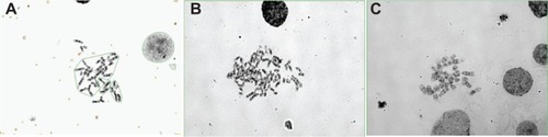 Figure 6 Chromosome numbers differ between cells.