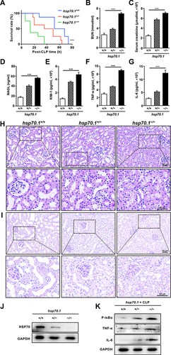 Figure 1 Effects of HSP70 deficiency on renal damage in vivo.