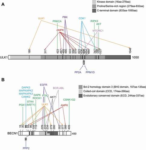 Figure 3. ULK1 and BECN1 are central hubs for the phosphoregulation of autophagy progression. Schematic representation of ULK1 (A) and BECN1 (B), depicting the characterized phosphosites, and the identified kinases and phosphatases that modify them. Pointed arrowheads highlight modifications that positively regulate autophagy, flat arrowheads indicate the ones inhibiting autophagy, and arrows ending in a circle indicate that the mode of regulation is unknwon. Described domains are indicated. Note that different annotations for domains in BECN1 exist; the shown domains are obtained from [Citation203–205].