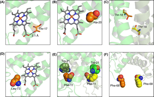 Figure 4. Structure simulation for the AVCP variants using the SWISS-MODEL. (A) Interaction between Thr-17 and heme. Hydrogen bond formation is illustrated by a dotted line and distance. (B) Hydrophobic interaction between Ala-20 and heme. (C) Two Thr-18 residues at the subunit-subunit interface. (D) Leu-73 introduced. (E) Phe-11 introduced. (F) Phe-68 introduced.