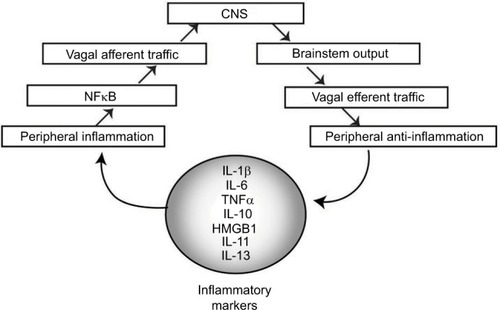 Figure 3 Flow diagram showing the inflammatory neural circuit.Notes: Inflammatory markers including IL-1b, IL-6, TNFa, IL-10, HMGB1, IL-11, and IL-13 alter peripheral inflammatory tone, which stimulates NFkB, resulting in increased inflammatory signaling to the CNS via the brain stem. This results in output that generates an inflammatory signal. VNS can be used to alter the input/output of this autonomic control circuitry.Abbreviations: IL, interleukin; TNF, tumor necrosis factor; NFkB, nuclear factor kB; CNS, central nervous system; VNS, vagus nerve stimulation.