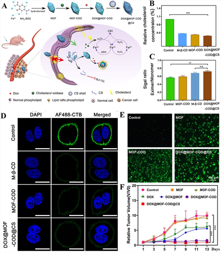 Figure 5 (A) Schematic illustrating the effect of DOX@MOF-COD@CS nanoparticles on multidrug resistant tumor. (B) Cholesterol content in MCF-7/ADR cells. (C) The plasma membrane fluidity in MCF-7/ADR cells. (D) The formation of membrane lipid rafts in MCF-7/ADR cell. (E) Reactive oxygen species detection in MCF-7/ADR cell. (F) Tumor growth of MCF-7/ADR tumors after different treatments. **p < 0.01, ***p < 0.001, and n.s. = no significant difference.