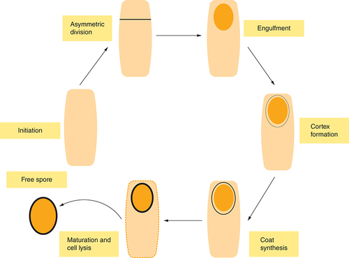 Figure 3. A schematic-proposed overview of the sporulation process in M. ulcerans.The diagram illustrates only key morphological stages of the cycle; The cell differentiates into a smaller prespore, which goes through several stages, accompanied by differential gene regulation to form a mature spore that is highly resistant to stress.