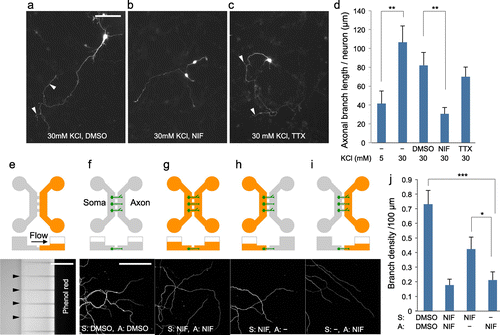 Figure 2. Use of microfluidic device to investigate the role of local Ca2+ entry in axonal branching. (a–c) CGNs (3 DIV) that were maintained in media containing 30 mM KCl for two days. Neurons were simultaneously treated with dimethyl sulfoxide (DMSO) (a), nifedipine (NIF) (b), or tetrodotoxin (TTX) (c), Arrowheads indicate axonal branches. Scale bar: 100 μm. (d), Measurement of axonal branch length. Nifedipine treatment inhibited depolarization-induced growth of axonal branches. Data in each condition were obtained from at least 36 neurons from three independent experiments. (e), Phenol red was added in the one side of chamber that has smaller volume of liquid. After 24 h, phenol red in the device was detected via UV-light absorption. Arrowheads indicate the position of microchannels. Scale bar: 100 μm. (f–i), Cerebellar granule neurons that had been maintained in a microfluidic device in the presence of 30 mM KCl were treated with nifedipine or DMSO. Reagents were applied to the somatic and/or axonal chamber as indicated. CGNs were fixed at 6 DIV and subjected to immunocytochemistry using anti-tubulin antibody. Scale bar: 50 μm. (j), Measurement of branch density along axons. Local application of nifedipine significantly inhibited axonal branching. Data in each condition were obtained from at least 49 axons from three independent experiments (***p < 0.001, **p < 0.01, *p < 0.05).