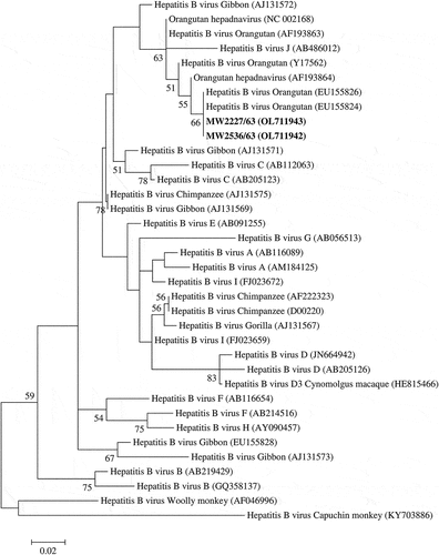 Figure 2. Phylogenetic tree based on S gene of HBV was constructed by the Maximum likelihood method. The bold is the positive samples in this study. The phylogenetic tree illustrated sequence relationships among positive samples, genotypes of human HBV, and sequences of NHP HBV. Bootstrap analysis was calculated with 1,000 replicates. Percentages of bootstrap values were displayed on the nodes of the tree, although values below 50% were excluded.